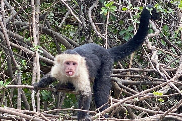 Costa Rica Animal Lover Package: Sloth Discovery & Palo Verde Boat Safari photo 3