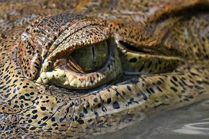 Costa Rica Animal Lover Package: Sloth Discovery & Palo Verde Boat Safari photo 2