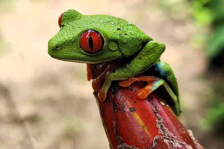 Costa Rica Animal Lover Package: Sloth Discovery & Palo Verde Boat Safari photo 5