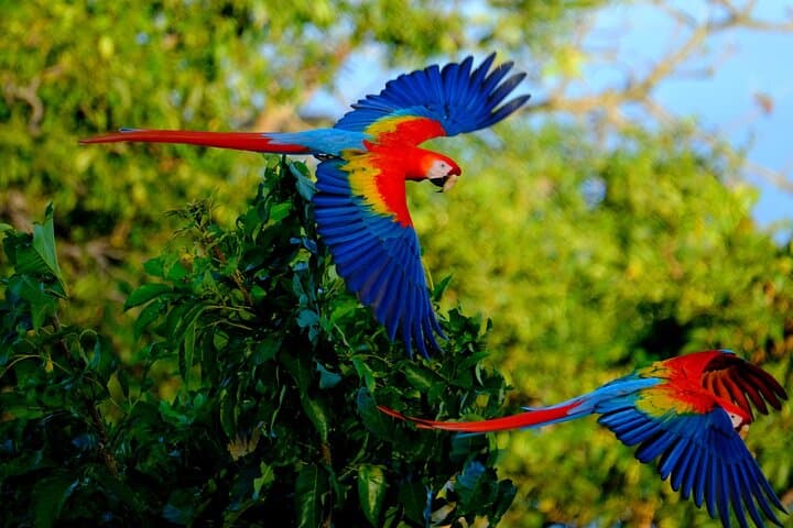 Costa Rica Animal Lover Package: Sloth Discovery & Palo Verde Boat Safari photo 6