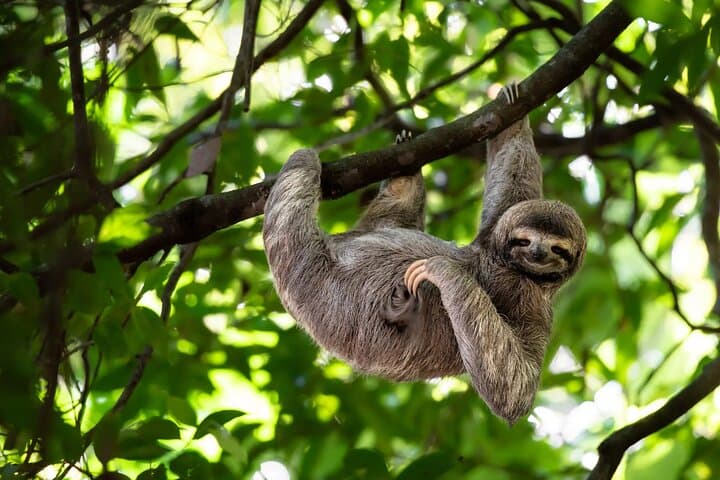 Costa Rica Animal Lover Package: Sloth Discovery & Palo Verde Boat Safari photo 4