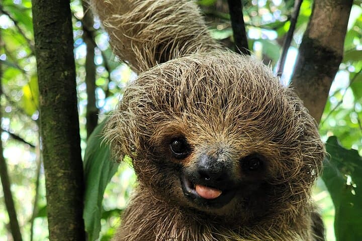 Costa Rica Animal Lover Package: Sloth Discovery & Palo Verde Boat Safari