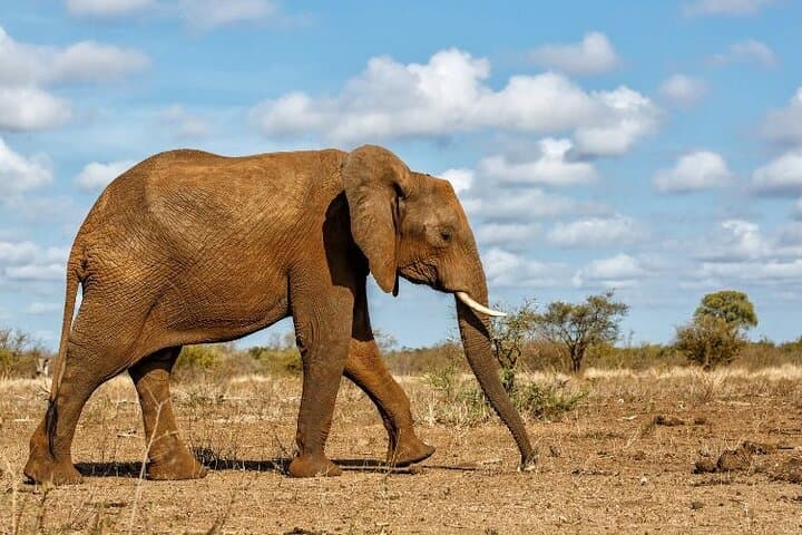 3-Day Pilanesberg National Park Safari: Big Five Game Drives from Johannesburg photo 6