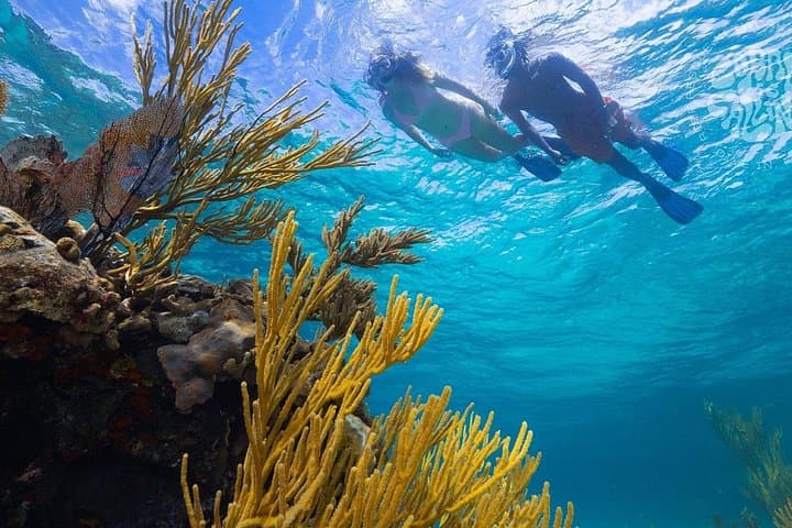 BlueQuest Coral Nursery Snorkel Tour in Nassau — Eco-Friendly Reef Restoration Experience photo 2