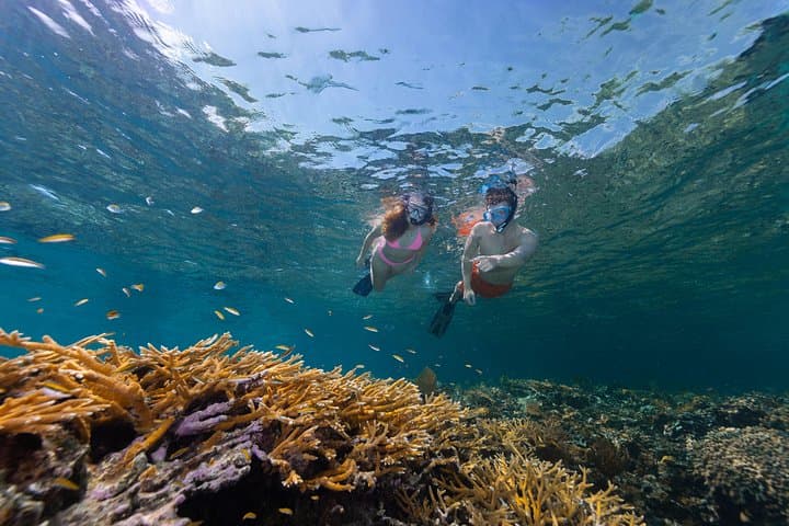 BlueQuest Coral Nursery Snorkel Tour in Nassau — Eco-Friendly Reef Restoration Experience photo 3