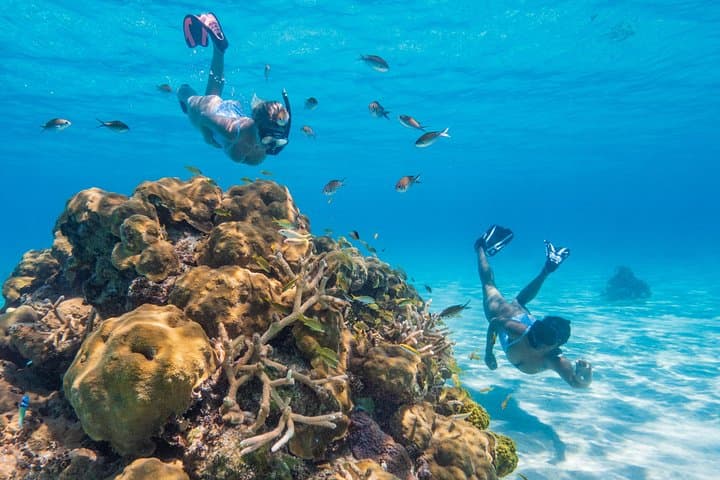 BlueQuest Coral Nursery Snorkel Tour in Nassau — Eco-Friendly Reef Restoration Experience photo 4