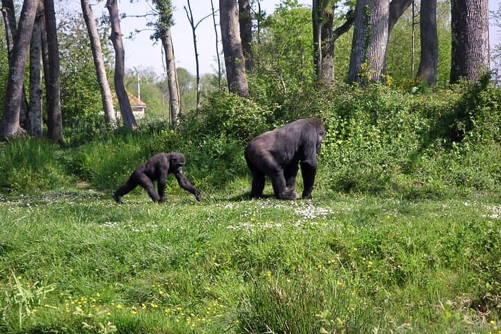 On the Path of Gorillas: 8-Day Loango Safari & Gorilla Trekking, Gabon photo 6