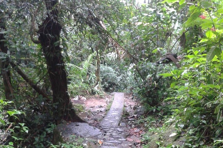 Private El Yunque Rainforest Waterfall Tour — Swim & Guided Hike photo 3