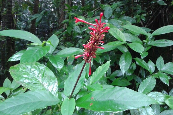 Private El Yunque Rainforest Waterfall Tour — Swim & Guided Hike photo 5