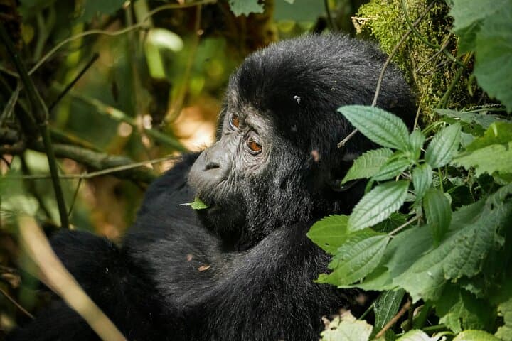3-Day Gorilla Trekking in Bwindi Impenetrable Forest — Rushaga Gorilla Experience photo 6