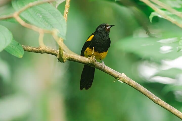 Private Bird Watching Tour in Arenal Fields — La Fortuna Arenal Birding Experience photo 3