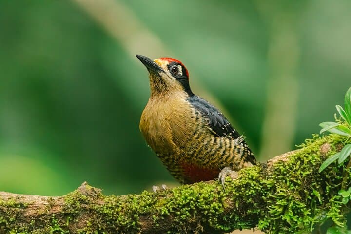 Private Bird Watching Tour in Arenal Fields — La Fortuna Arenal Birding Experience photo 4