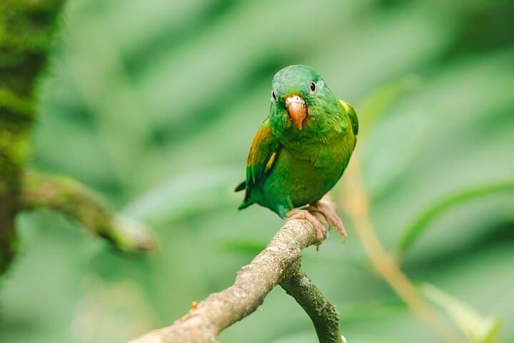 Private Bird Watching Tour in Arenal Fields — La Fortuna Arenal Birding Experience photo 5