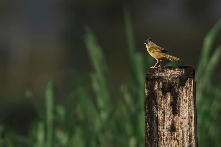 Private Bird Watching Tour in Arenal Fields — La Fortuna Arenal Birding Experience photo 6