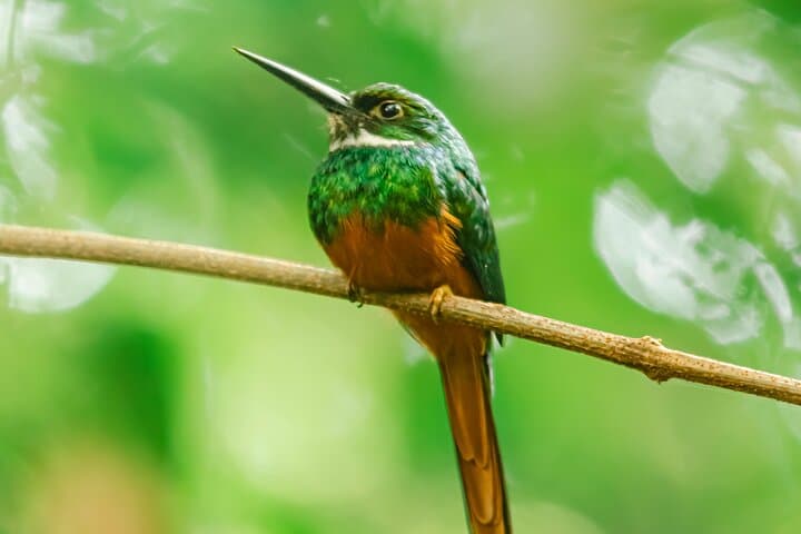 Private Bird Watching Tour in Arenal Fields — La Fortuna Arenal Birding Experience