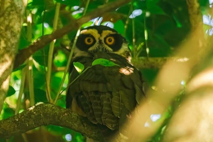 Private Bird Watching Tour in Arenal Fields — La Fortuna Arenal Birding Experience photo 2