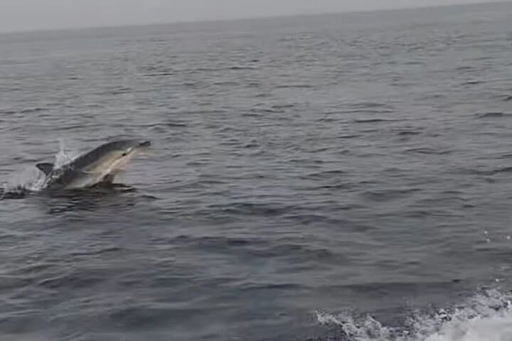 Taormina Coast Boat Tour: Isola Bella, Blue Grotto & Dolphin Watching photo 5