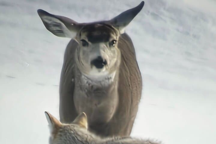 Private Wolf and Bear Watching in Yellowstone’s Lamar Valley
