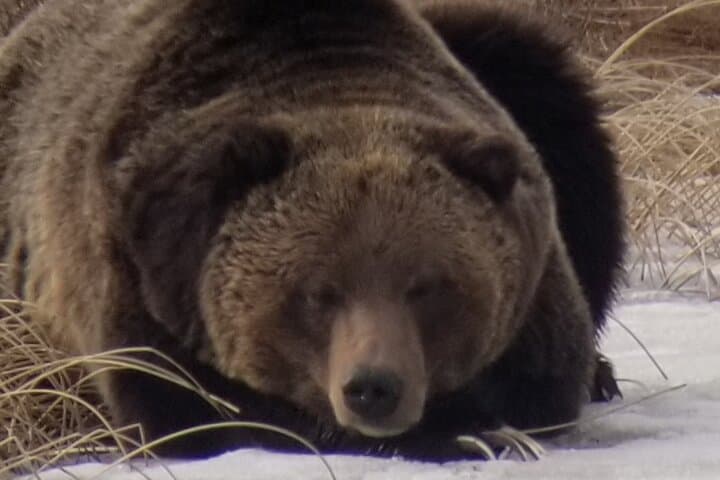 Private Wolf and Bear Watching in Yellowstone’s Lamar Valley photo 2