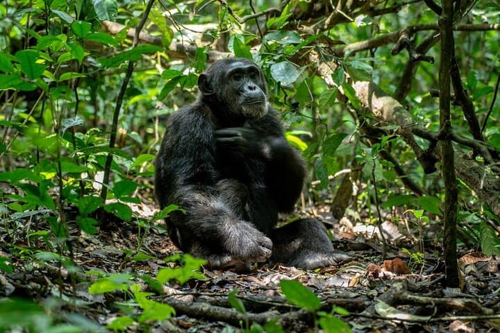 2-Day Chimpanzee Tracking in Kibale National Park — Kanyanchu Trek & Bigodi Wetland