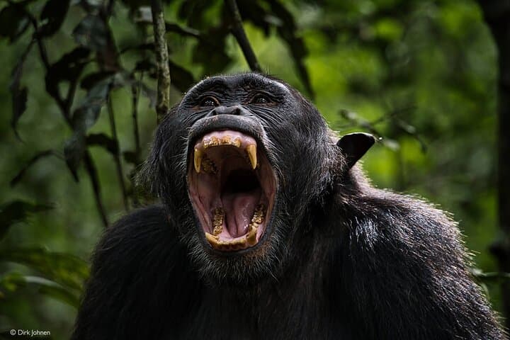 2-Day Chimpanzee Tracking in Kibale National Park — Kanyanchu Trek & Bigodi Wetland photo 2