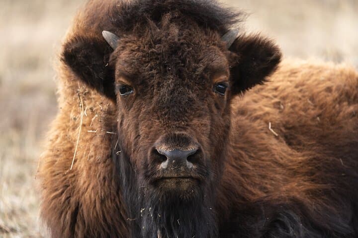 Master Wildlife Photography on a Full-Day Guided Tour in Yellowstone