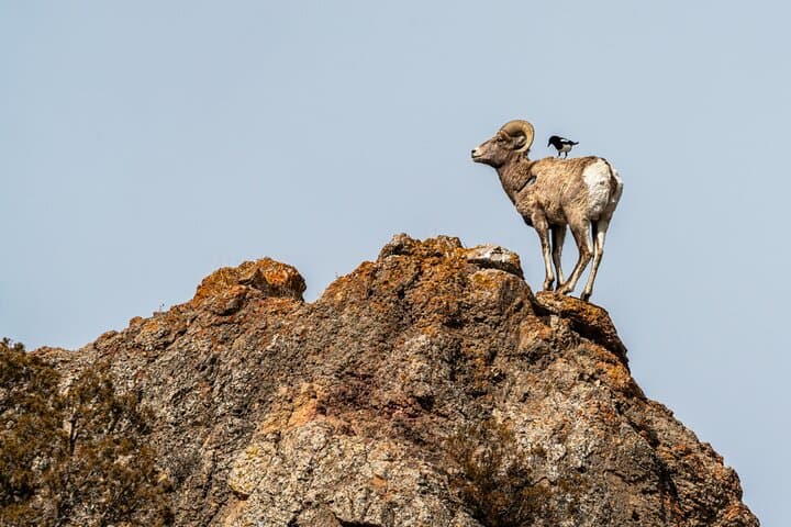 Master Wildlife Photography on a Full-Day Guided Tour in Yellowstone photo 3