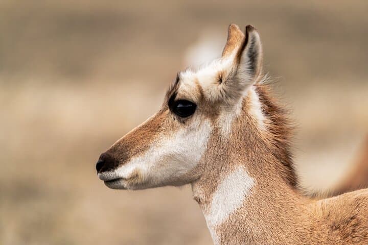 Master Wildlife Photography on a Full-Day Guided Tour in Yellowstone photo 4