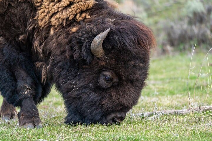Master Wildlife Photography on a Full-Day Guided Tour in Yellowstone photo 5