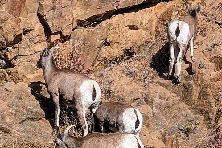 Scenic Rocky Mountain Escape from Denver: Echo Lake, Juniper Pass & Idaho Springs photo 5