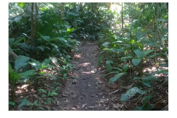 Tijuca Forest Guided Walk: Taunay Waterfall, Mayrink Chapel & Urban Jungle Trails photo 1