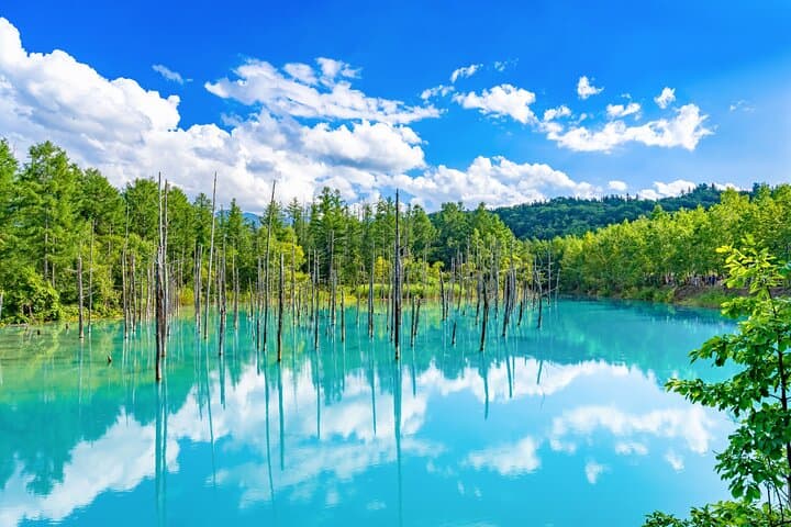 Furano & Biei Private Day Tour from Sapporo — Farm Tomita, Blue Pond & Shirahige Falls