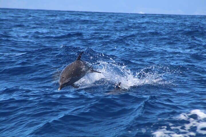 Maui Eco-Raft Dolphin Watch: Lahaina Zodiac Sightseeing Tour photo 2