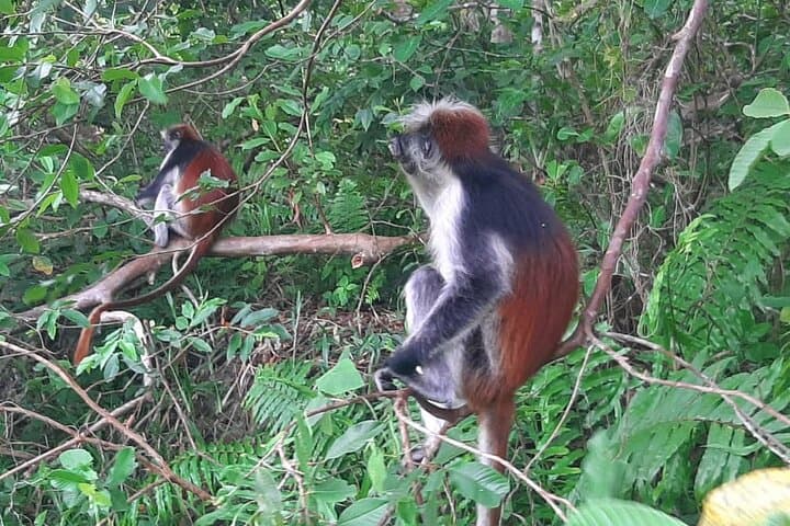 Explore Jozani Forest: Half-Day Mangrove Walk & Red Colobus Encounter photo 3