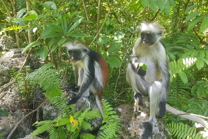 Explore Jozani Forest: Half-Day Mangrove Walk & Red Colobus Encounter photo 4