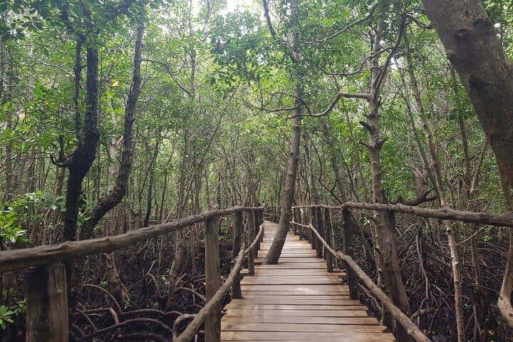 Explore Jozani Forest: Half-Day Mangrove Walk & Red Colobus Encounter photo 5