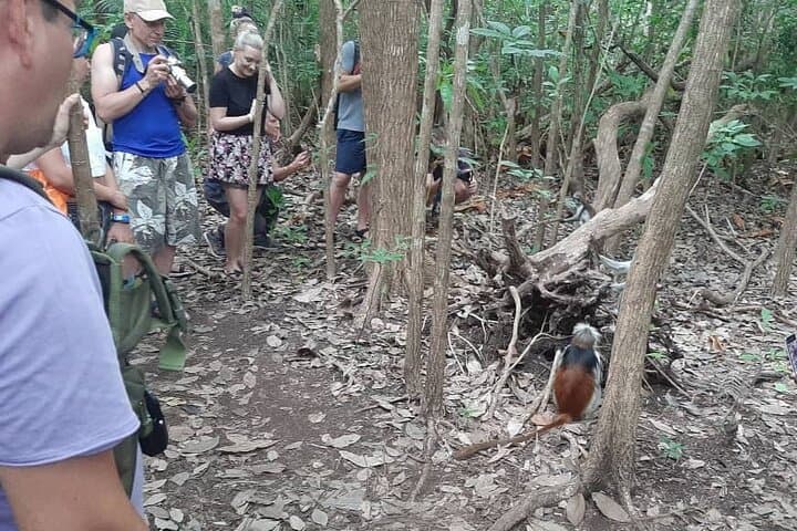 Explore Jozani Forest: Half-Day Mangrove Walk & Red Colobus Encounter photo 6