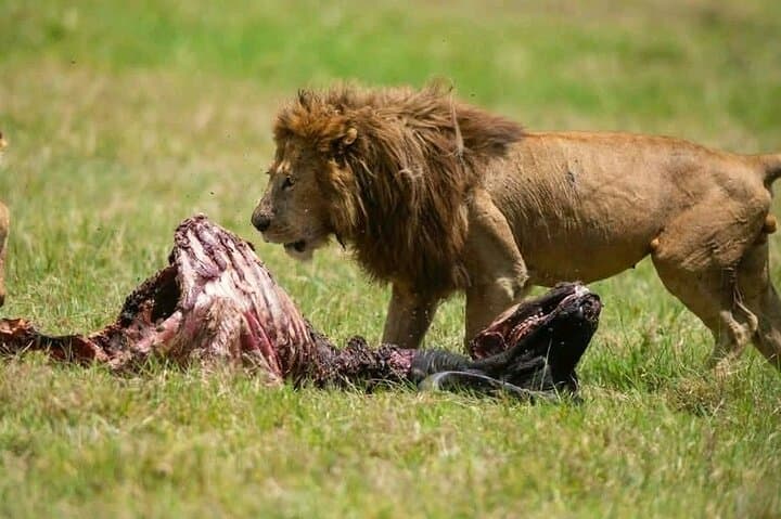 Tanzania Safari from Arusha: Budget to Luxury Multi-Day Wildlife Tours photo 1