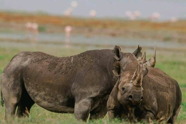 Tanzania Safari from Arusha: Budget to Luxury Multi-Day Wildlife Tours photo 2
