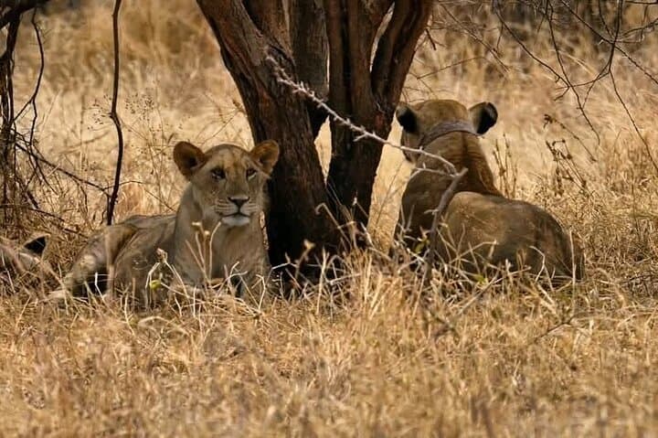Tanzania Safari from Arusha: Budget to Luxury Multi-Day Wildlife Tours photo 3