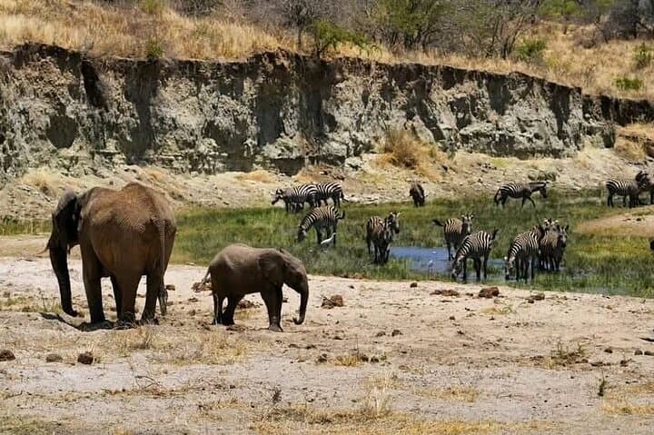 Tanzania Safari from Arusha: Budget to Luxury Multi-Day Wildlife Tours photo 4