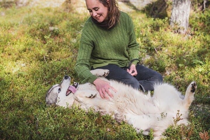 Levi Husky Cart Tour: Midnight Sun Drives & Autumn Northern Lights Experience photo 4