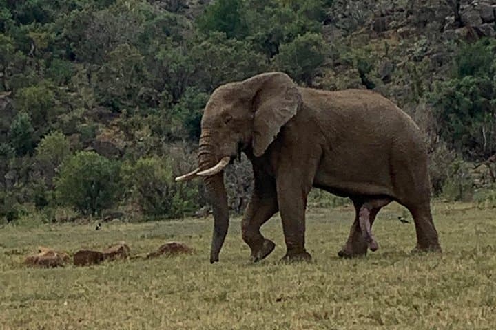 48-Hour Kruger National Park Safari — Big Five Game Drives & Lodge Stay photo 4