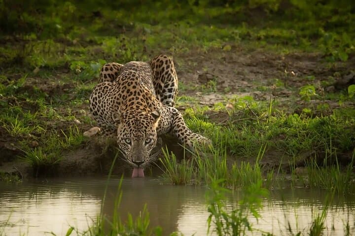 Mirissa to Arugam Bay: Yala Safari and Coastal Shuttle photo 4