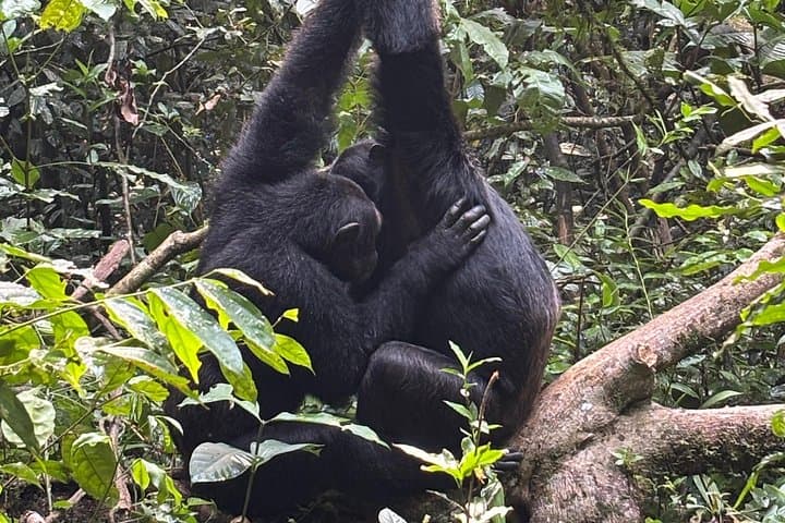 Kibale National Park Chimpanzee Tracking — 1-Day Primate Safari from Fort Portal photo 2