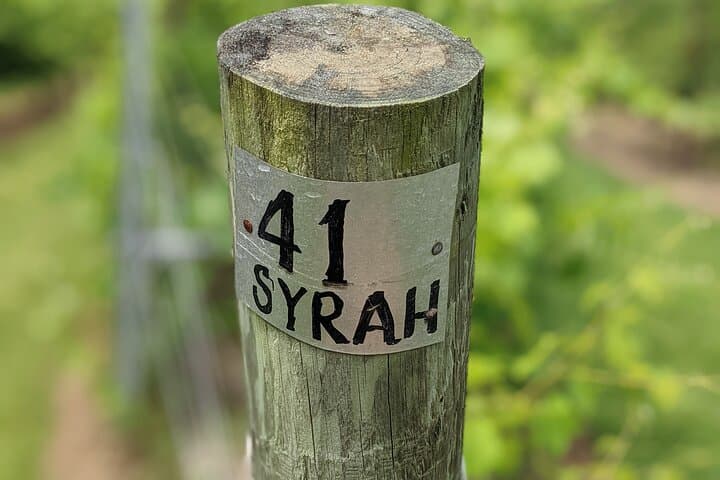 Exploring Western North Carolina’s Vineyards: A Two-Winery Wine Tour Experience photo 6