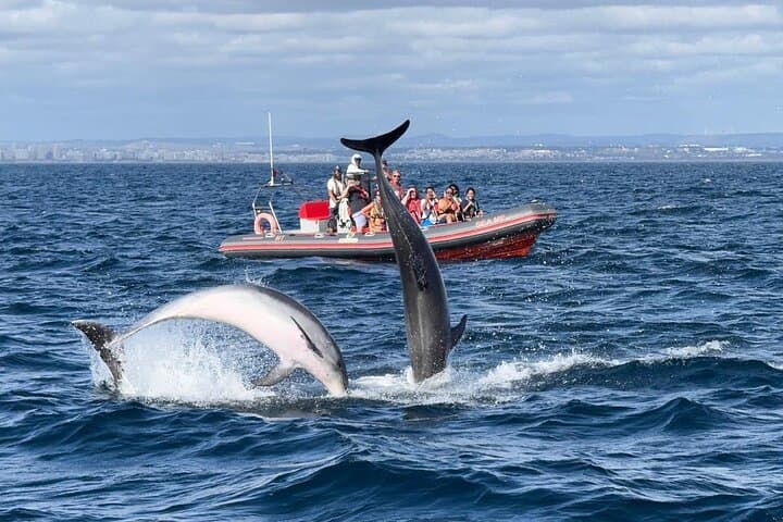 Albufeira Dolphins and Benagil Caves Boat Tour — 2.5-Hour Coastal Cruise