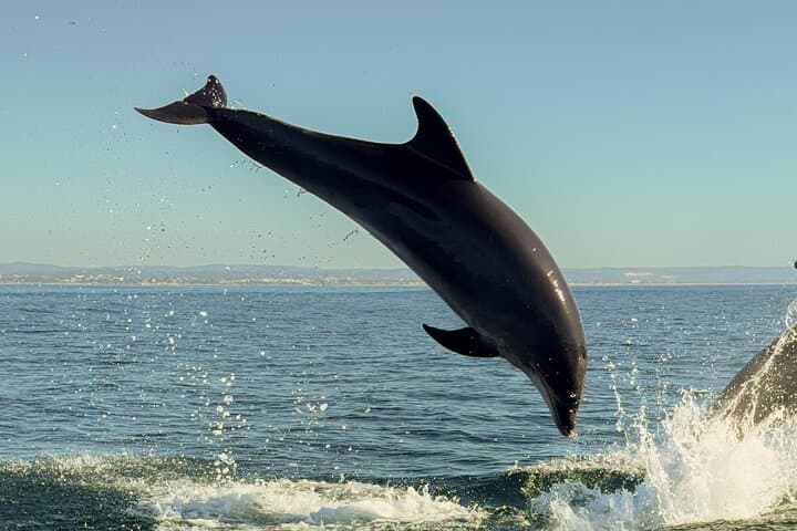 Albufeira Dolphins and Benagil Caves Boat Tour — 2.5-Hour Coastal Cruise photo 4