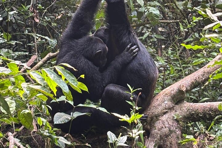 3-Day Kibale Chimpanzee Tracking: Forest Trails, Crater Lakes & Amabere Caves photo 5