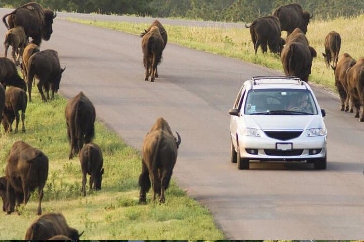Custer State Park Wildlife Loop and Needles Highway: Buffalo Herds, Cathedral Spires & Iron Mountain Road photo 2